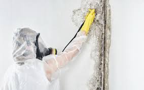 Best Mold Prevention Services  in Elroy, NC